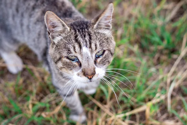 고양이 아프네 눈에서 치료와 — 스톡 사진