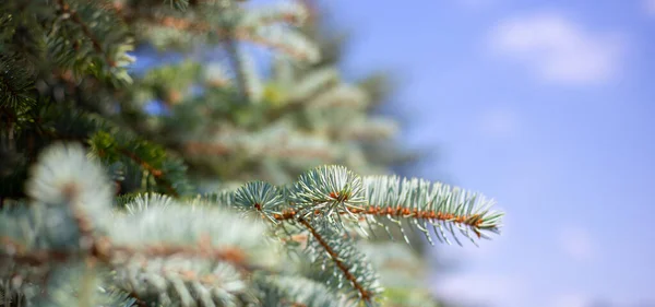 Spruce Branch Needles Background Blue Sky Blurred Background Copy Space — Zdjęcie stockowe
