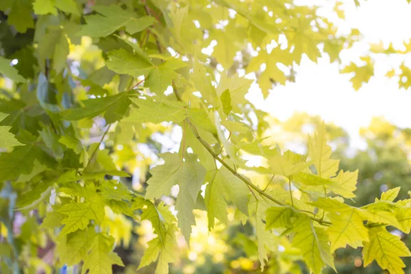 gently green maple leaves, sunlight shining through tree branches. Blurred soft background, selective focus