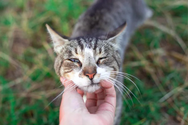 Hostess Caresses Gray Striped Cat Animal Narrowed Its Eyes Pleasure — Zdjęcie stockowe