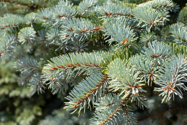 Christmas Background Blue Spruce Selective Focus Coniferous Plant Close — Zdjęcie stockowe