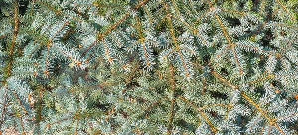 Green Spruce Branch Christmas Background Banner Coniferous Plant Close — Stok fotoğraf