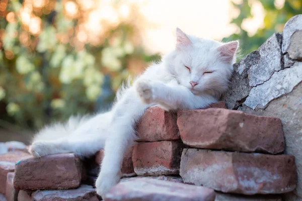 Vit Katt Vilar Tegelstenar Vackra Husdjur Utomhus Vid Solnedgången Sommaren — Stockfoto