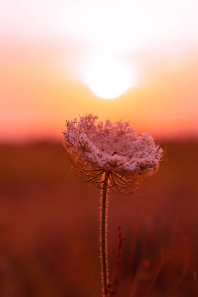 Planta Medicinal Yarrow Recoger Flores Para Uso Médico Crecer Salvaje — Foto de Stock