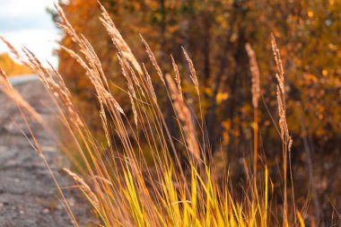 Sarı bir ormanın arka planında kuru sonbahar otları..