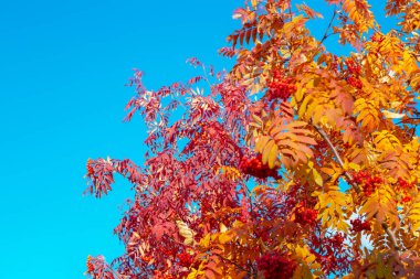 Sonbahar manzarası. Güneşli bir günde, mavi gökyüzüne karşı kırmızı rowan ağaçları.