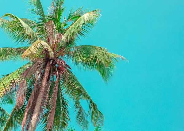 Palmeira Alta Verde Fundo Azul Férias Tropicais Espaço Para Texto — Fotografia de Stock