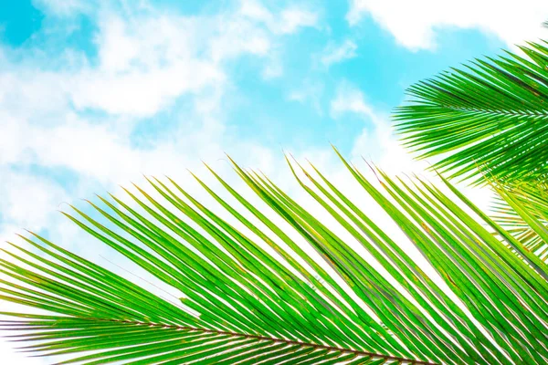 Folha Verde Palma Cima Contexto Céu Azul Lugar Texto — Fotografia de Stock