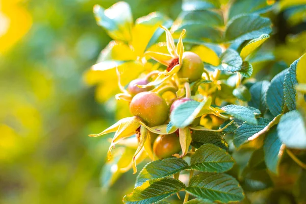 Ruusunmarjat Vihreällä Taustalla Hämärtynyt Tausta Kasvi Jolla Hyödyllisiä Vitamiiniominaisuuksia — kuvapankkivalokuva
