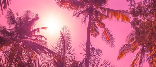 Ljus Sol Tropikerna Kokosnötsträd Mot Himlen Ljusa Lila Orange Nyans — Stockfoto