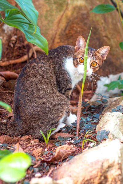 Jeune Chat Est Assis Dans Jardin Regardant Travers Une Feuille — Photo
