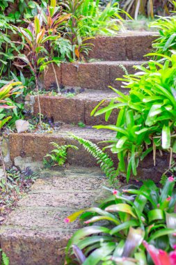 Peyzaj ve bahçe dekorasyonu, doğal taş basamaklar, güzel bitkiler.