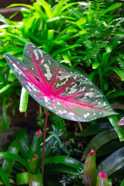 Bahçedeki Caladium. Parlak kırmızı desenli güzel bir bitki. Peyzaj ve dekor. Çiçek yaprakları