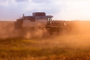 hasat, buğday, tarım, Rus tarlaları, akşamları hasat.
