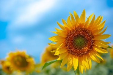 bright yellow blooming sunflower close-up against a blue sky, copy space, summer sunny day
