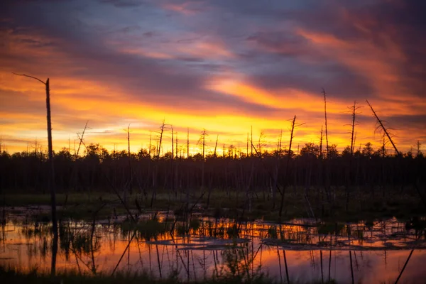 Bright Orange Sunset Northern Swamp Bare Tree Trunks Harsh Nature — Fotografia de Stock
