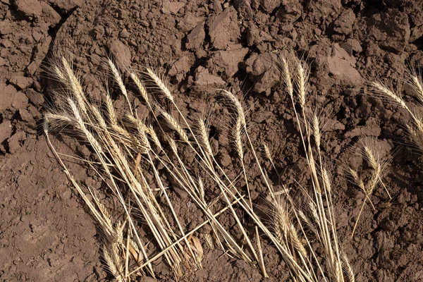 Вуха Пшениці Лежать Оранжевій Землі Збирання Врожаю Осінь Родючий Грунт — стокове фото