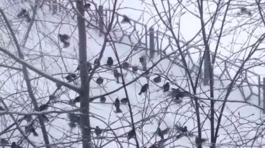 Bir serçe sürüsü kışın bir ağaç dalına oturdu ve sallandı.