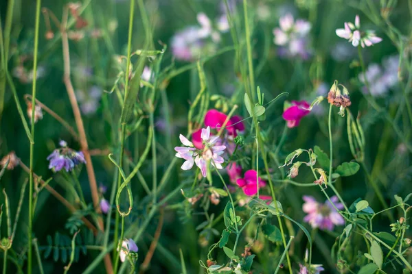 Kleine Wildblumen Grünen Hintergrund Sommertag Schönheit Der Natur — Stockfoto