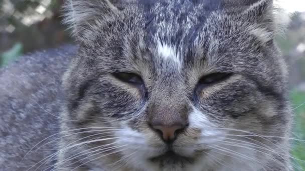 Muilkorf van een slaperige grijze kat close-up, squint en wiebelt zijn oren — Stockvideo
