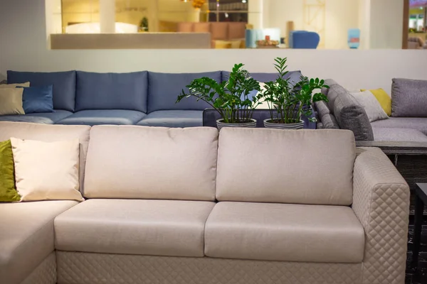 The interior of the room. Beige large sofa with pillows, flowers in the background. Furniture store.