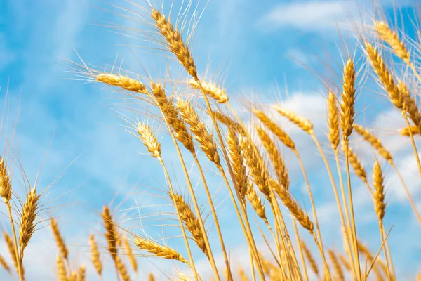 stock image yellow ears of wheat against the blue sky. Ripened bread. harvest