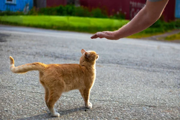 Homem Acariciando Gato Vermelho Rua Amor Para Animais Estimação Espaço — Fotografia de Stock