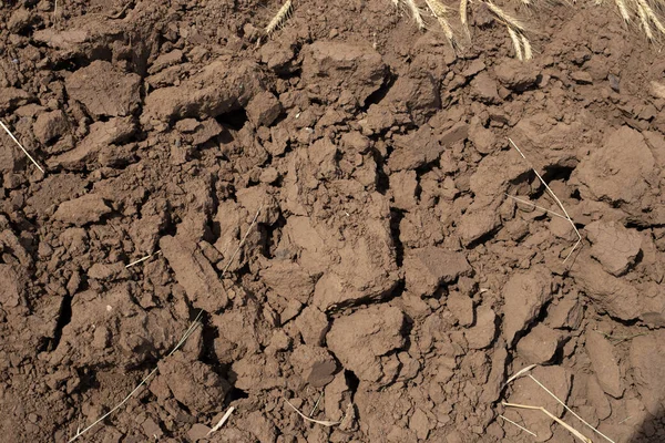 Large Brown Clods Plowed Land Harvesting Wheat Copy Space — Stock Photo, Image