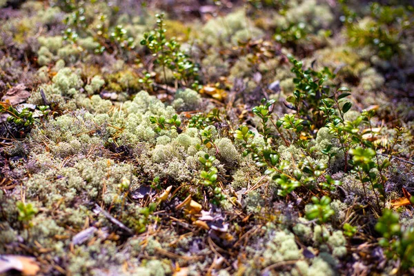 Musgo Del Norte Bosque Textura Vegetal Musgo Venado Musgo Reno —  Fotos de Stock