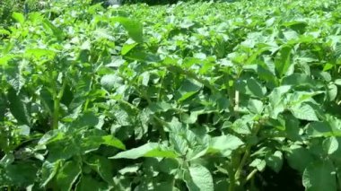 yeşil patates filizleri tarımsal alanda rüzgarı sallıyor.