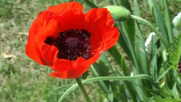 Bright red poppy grows on a flower bed, close-up — Stock Video