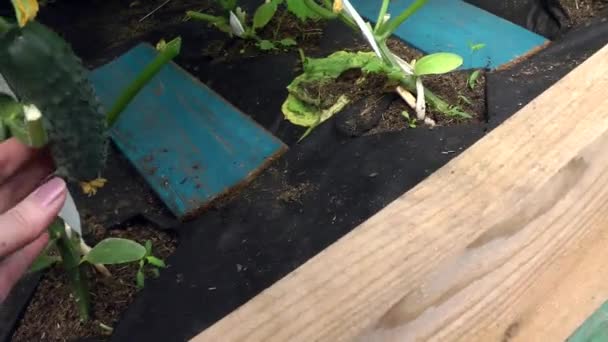 La inspección del cultivo de los pepinos verdes jóvenes sobre la rama de la planta en el invernadero — Vídeos de Stock