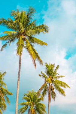 Mavi gökyüzünün arka planında hindistan cevizi palmiyeleri güneşli bir günde tropikal orman, Asya 'da seyahat ve turizm