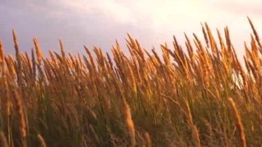 Bir tarlada kuru ot sapları. Gün batımında rüzgâr sallanıyor.