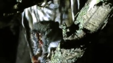 Büyük kulaklı baykuş bir fare yakaladı, gece bir ağaç dalına oturdu.