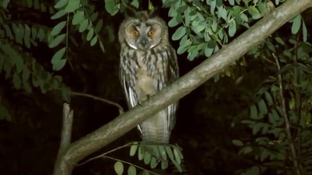 Búho de oreja grande se sienta en una rama de árbol por la noche — Vídeo de stock