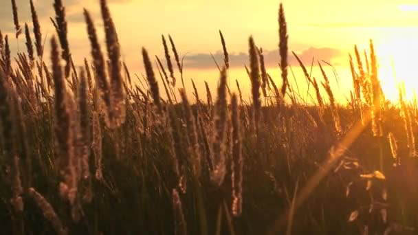 Tallos de hierba seca en un campo el viento tiembla al atardecer — Vídeos de Stock