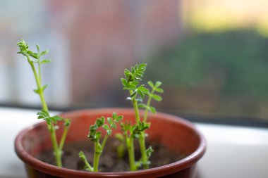 Nohut bir tencerede filizleniyor. Evde bitki yetiştirmek..