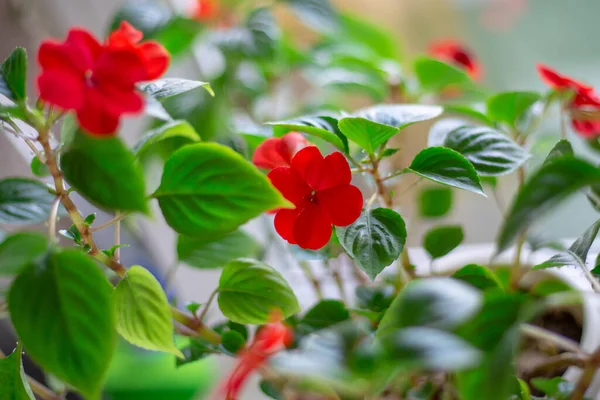 Hausblume Mit Rot Leuchtenden Blüten Der Name Vanka Ist Nass — Stockfoto