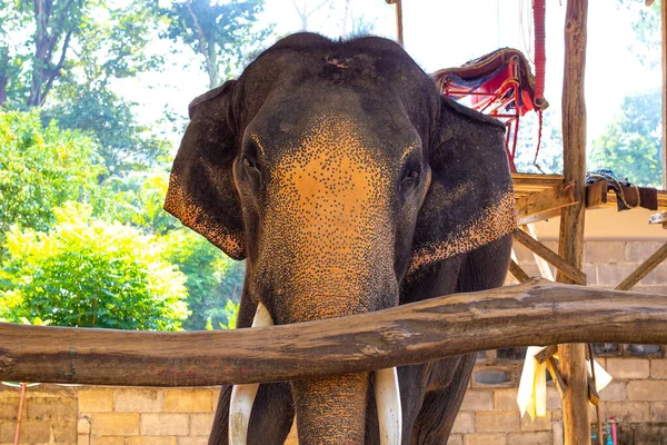 Elefant Der Voliere Die Verwendung Von Tieren Zur Unterhaltung Von — Stockfoto