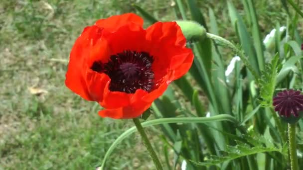 Red poppy flower sways in the wind in the garden in summer — Stock Video