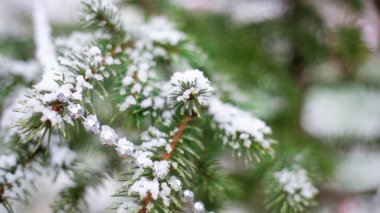 Karda tatil süslemeleri olan Noel ağacı. Bulanık doğal arkaplan.