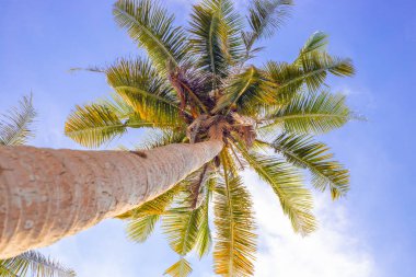 Soldaki palmiye gövdesi mavi gökyüzüne karşı, alttaki manzara, tropik cennete seyahat, yaz tatili