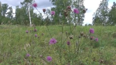 Yeşil bir arka planda kır çiçekleri