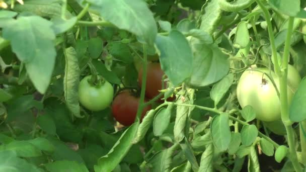 De takken groeien sappige tomaten — Stockvideo