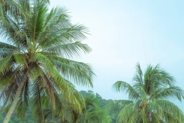 Green Fluffy Palm Trees Sky Copy Space Summer Vacation Jungle — Stock Photo, Image