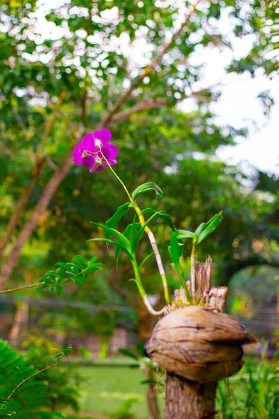 Helle Orchideenblume Auf Einem Baumstamm Tropische Natur — Stockfoto