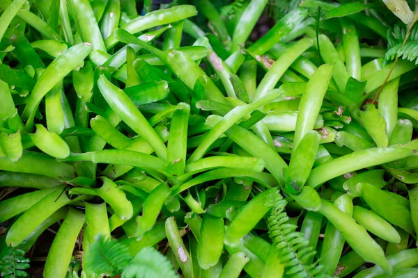 Fondo Plantas Verdes Suculentas Jardín Tropical Rica Naturaleza Asia — Foto de Stock