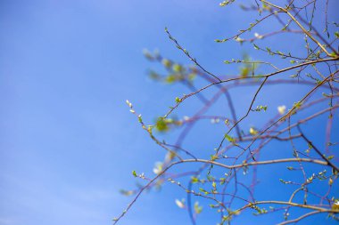 Genç yeşil yapraklar bir ağaçta çiçek açıyor bahar güneşinin ışınları altında, mavi gökyüzüne karşı, doğanın güzelliği, kopyalama uzayının yeri.