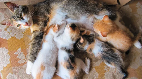 Tricolor Katzenmama Füttert Vier Bunte Kätzchen Mutterschaft Und Pflege — Stockfoto